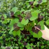 Ctyrlistek Oxalis Deppei 8