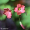 Ctyrlistek Oxalis Iron Cross 7