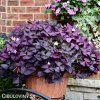 fialovy stavel Oxalis Triangularis 2