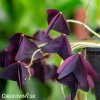 fialovy stavel Oxalis Triangularis 4