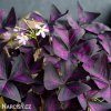 fialovy stavel Oxalis Triangularis 6