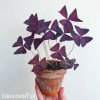 fialovy stavel Oxalis Triangularis 7