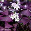 fialovy stavel Oxalis Triangularis 1