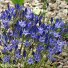 Triteleia corrina - Brodia