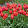 červený tulipán ad rem 4