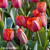 červený tulipán ad rem 6
