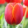 červený tulipán ad rem 1