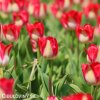 bilocerveny tulipan alectric 7