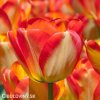 žlutočervený tulipán american dream 3