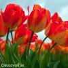 žlutočervený tulipán american dream 6