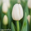 bily tulipan antarctica 4