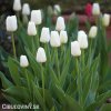 bily tulipan antarctica 8