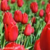 červený tulipán apeldoorn 2
