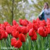 červený tulipán apeldoorn 3