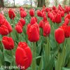 červený tulipán apeldoorn 4