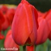 červený tulipán apeldoorn 5