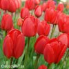 červený tulipán apeldoorn 6