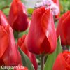 červený tulipán apeldoorn 7