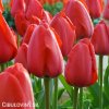 červený tulipán apeldoorn 1