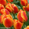 červenožlutý tulipán apeldoorns elite 3