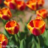 červenožlutý tulipán apeldoorns elite 6
