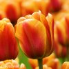 červenožlutý tulipán apeldoorns elite 1