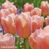 ruzovy tulipan apricot beauty 2