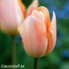 ruzovy tulipan apricot beauty 3