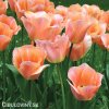 ruzovy tulipan apricot beauty 4