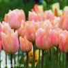 ruzovy tulipan apricot beauty 5