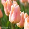 ruzovy tulipan apricot beauty 1