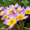 ruzovozluty tulipan bakeri lilac wonder 2