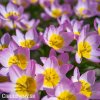 ruzovozluty tulipan bakeri lilac wonder 3