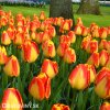 žlutočervený tulipán banjaluka 2