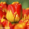 žlutočervený tulipán banjaluka 4