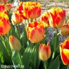 žlutočervený tulipán banjaluka 5