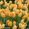 oranzovy tulipan batalinii bright gem 3