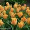 oranzovy tulipan batalinii bright gem 5