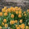 oranzovy tulipan batalinii bright gem 6