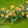 oranzovy tulipan batalinii bright gem 7