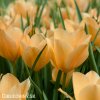 oranzovy tulipan batalinii bright gem 1