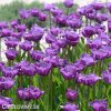 fialovy tulipan blue aimable 2