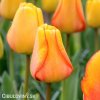 žlutý tulipán blushing apeldoorn 1