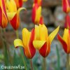 zlutocerveny tulipan clusiana chrysantha 3