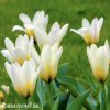 nizky tulipan concerto 6