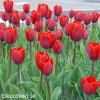 cerveny tulipan triumph couleur cardinal 4