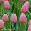 růžový tulipán design impression 2