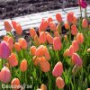 ruzovy tulipan triumph dordogne 9