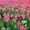 ruzovobily tulipan triumph dynasty 2