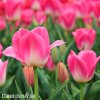 ruzovobily tulipan triumph dynasty 4